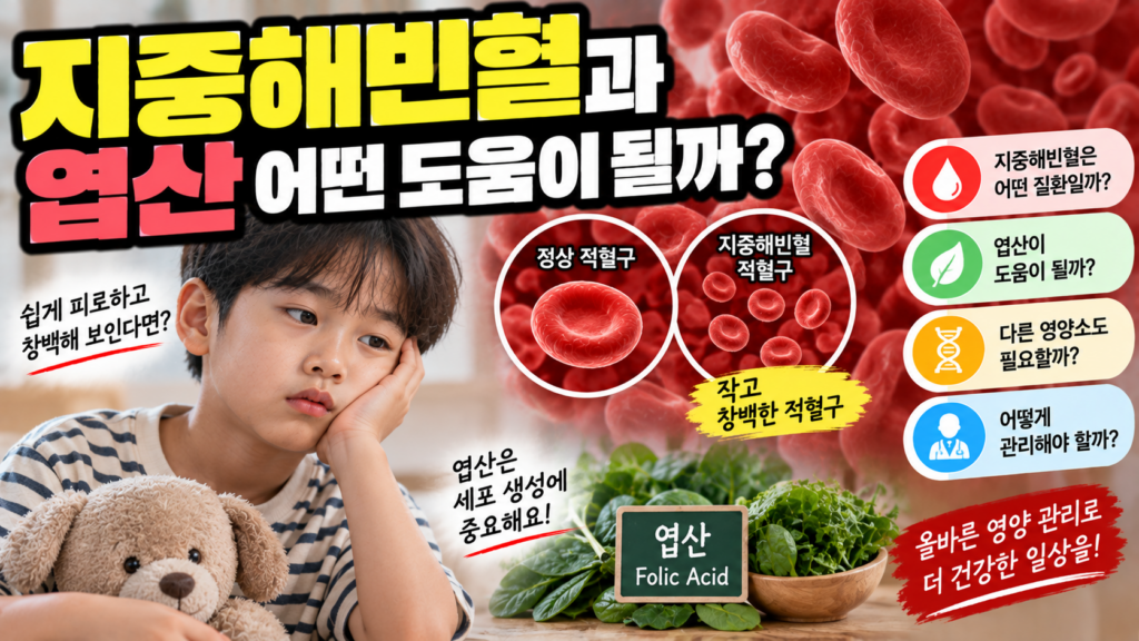지중해빈혈에 활용하는 엽산, 적혈구 생성 역할과 복용법 1 지중해빈혈에 활용하는 엽산, 적혈구 생성 역할과 복용법
